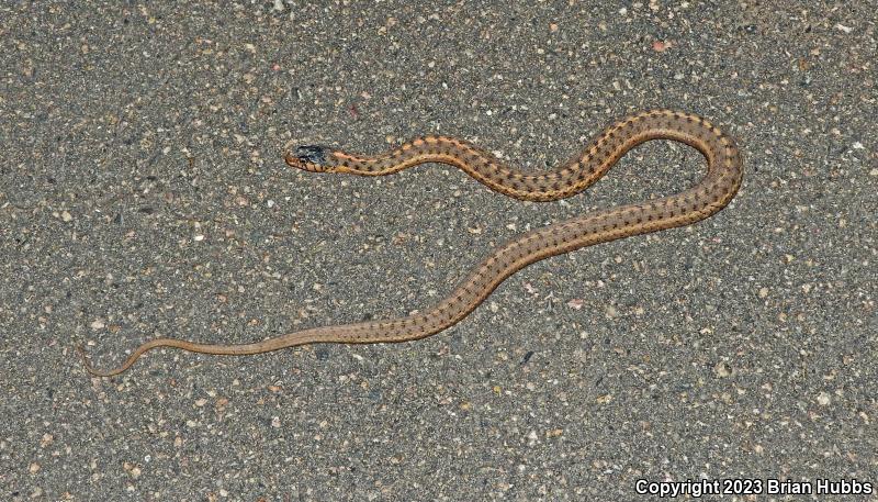 Wandering Gartersnake (Thamnophis elegans vagrans)