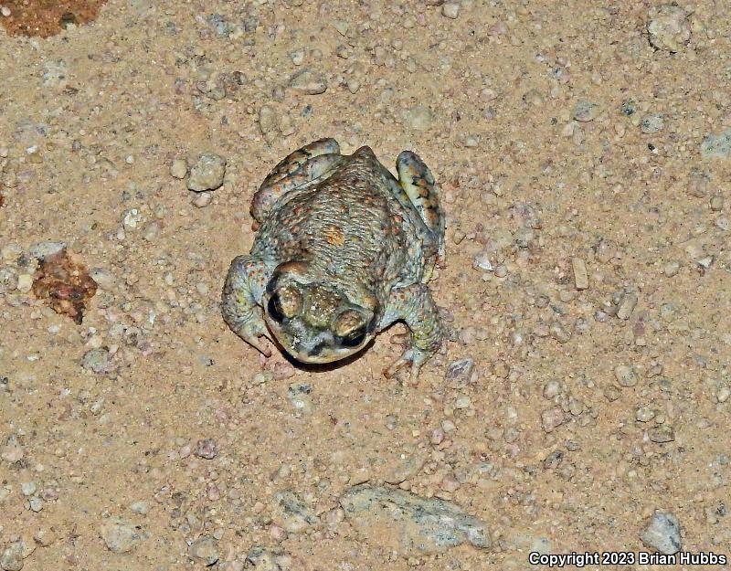 Red-spotted Toad (Anaxyrus punctatus)