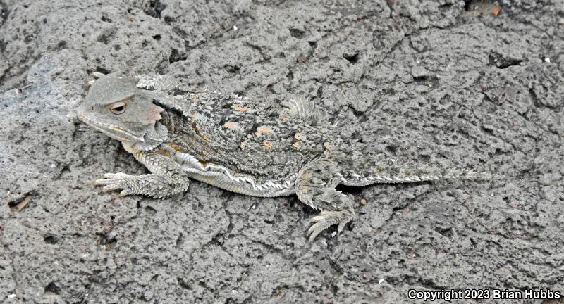 Hernandez's Short-horned Lizard (Phrynosoma hernandesi hernandesi)