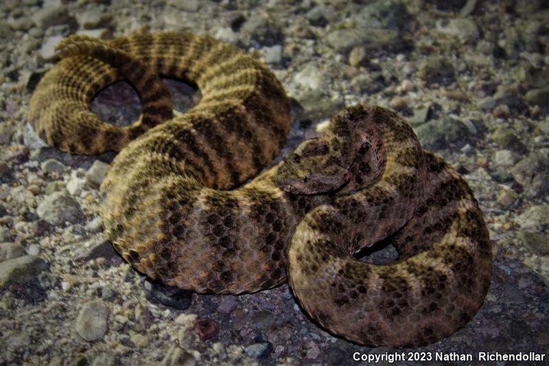 Tiger Rattlesnake (Crotalus tigris)