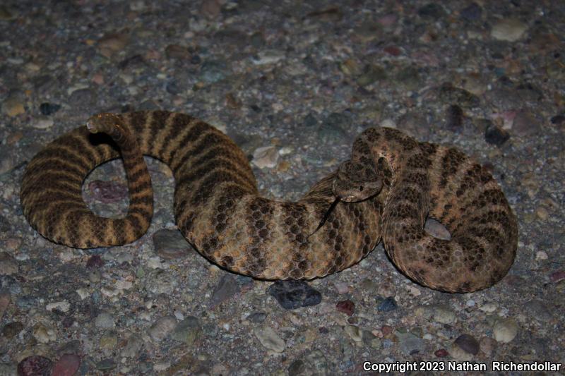 Tiger Rattlesnake (Crotalus tigris)