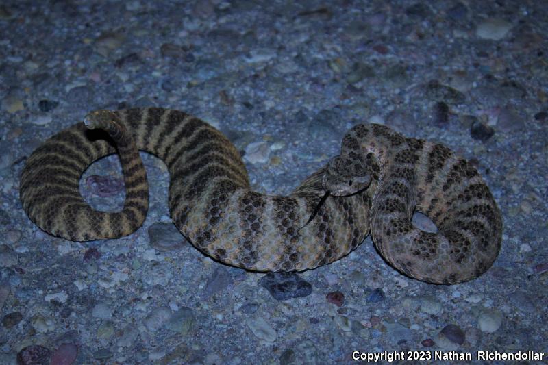 Tiger Rattlesnake (Crotalus tigris)