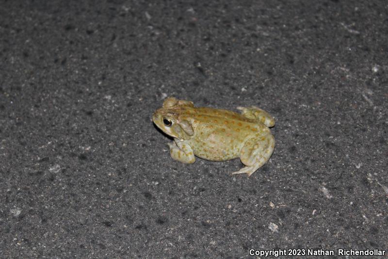 Sonoran Desert Toad (Ollotis alvaria)