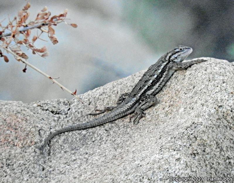 Plateau Fence Lizard (Sceloporus tristichus)