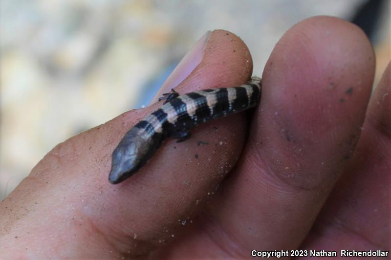 Madrean Alligator Lizard (Elgaria kingii)