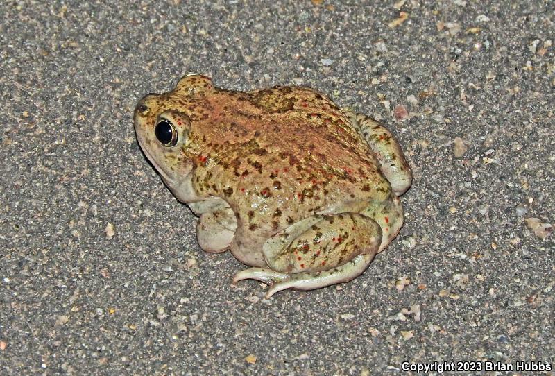 Mexican Spadefoot (Spea multiplicata)