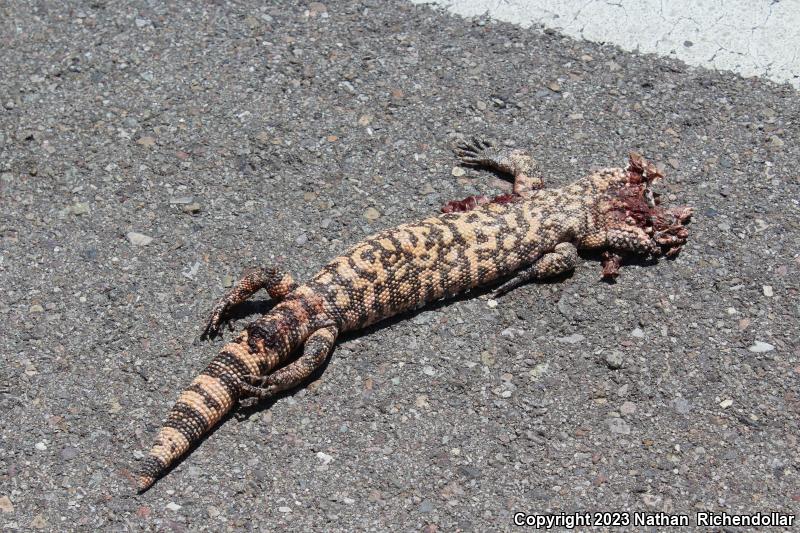 Reticulate Gila Monster (Heloderma suspectum suspectum)