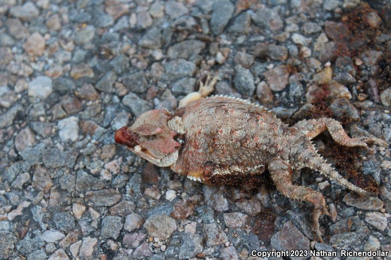 Desert Horned Lizard (Phrynosoma platyrhinos)