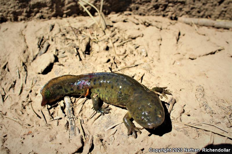 Arizona Tiger Salamander (Ambystoma mavortium nebulosum)