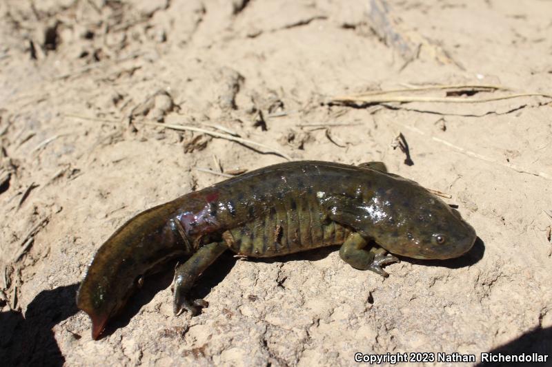 Arizona Tiger Salamander (Ambystoma mavortium nebulosum)