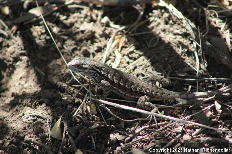 Plateau Fence Lizard (Sceloporus tristichus)