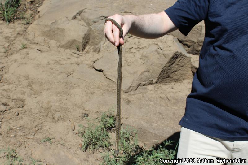 Wandering Gartersnake (Thamnophis elegans vagrans)