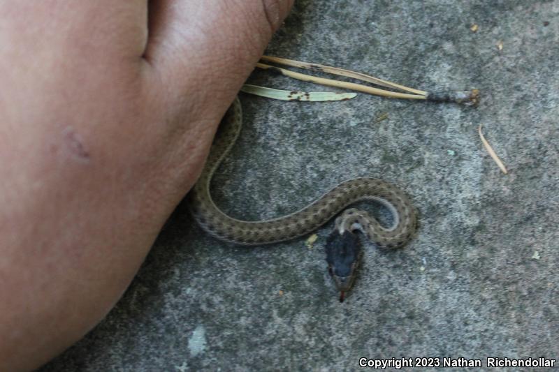 Wandering Gartersnake (Thamnophis elegans vagrans)