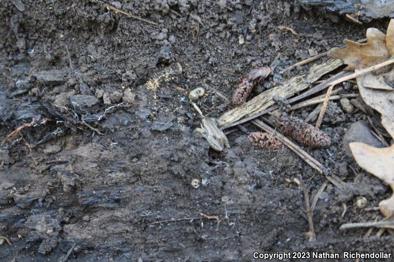 Boreal Chorus Frog (Pseudacris maculata)