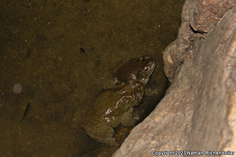 Sonoran Desert Toad (Ollotis alvaria)