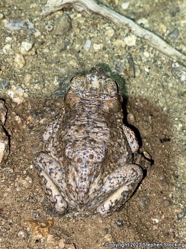 Red-spotted Toad (Anaxyrus punctatus)