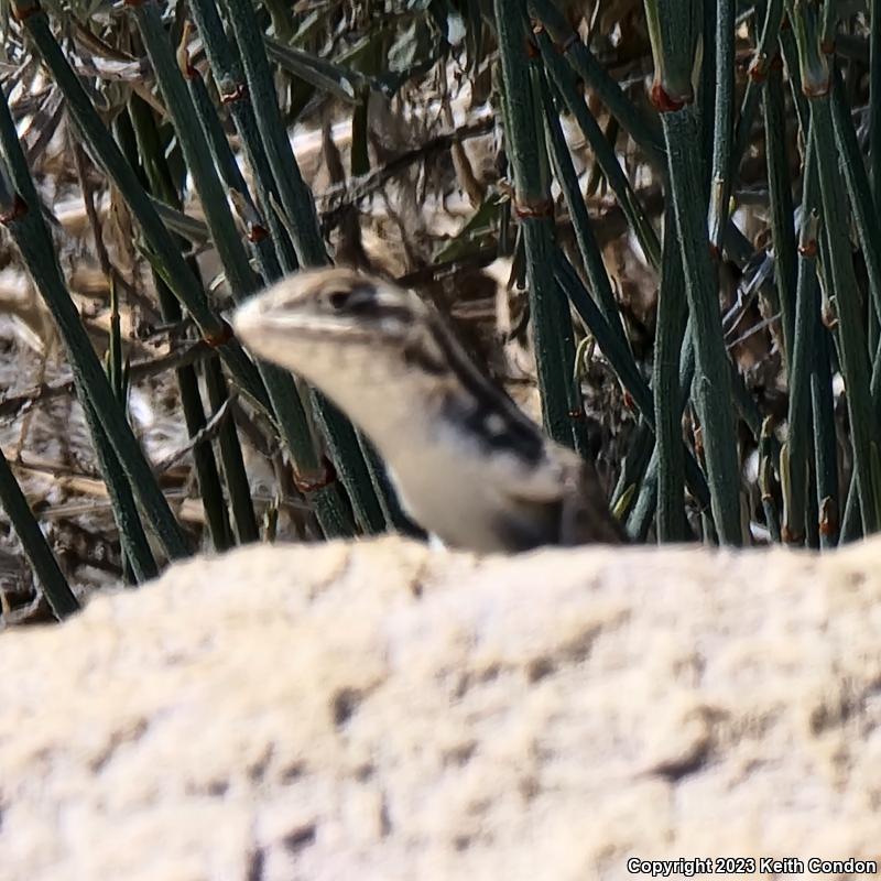 Northern Sagebrush Lizard (Sceloporus graciosus graciosus)