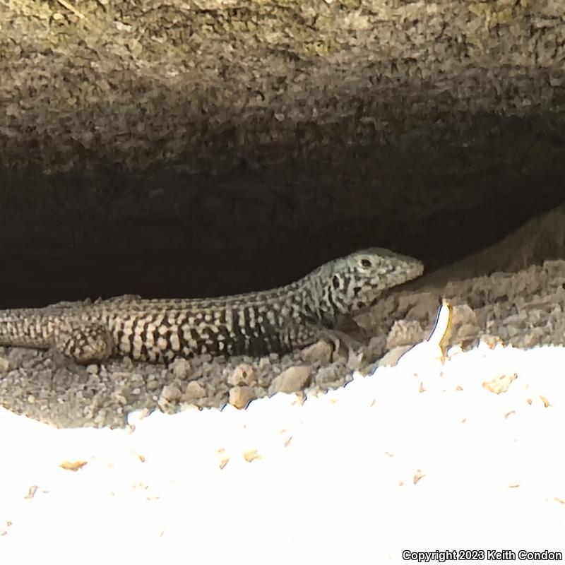 Great Basin Whiptail (Aspidoscelis tigris tigris)