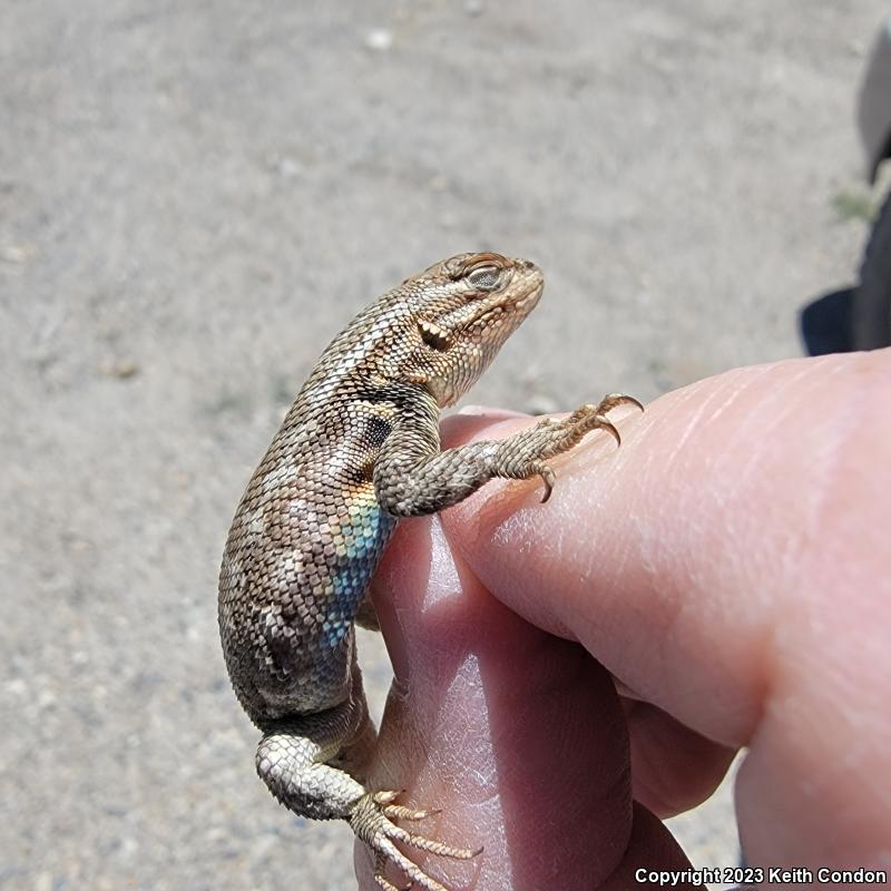 Northern Sagebrush Lizard (Sceloporus graciosus graciosus)