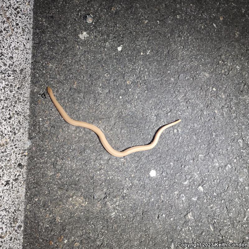 Northern Rubber Boa (Charina bottae)