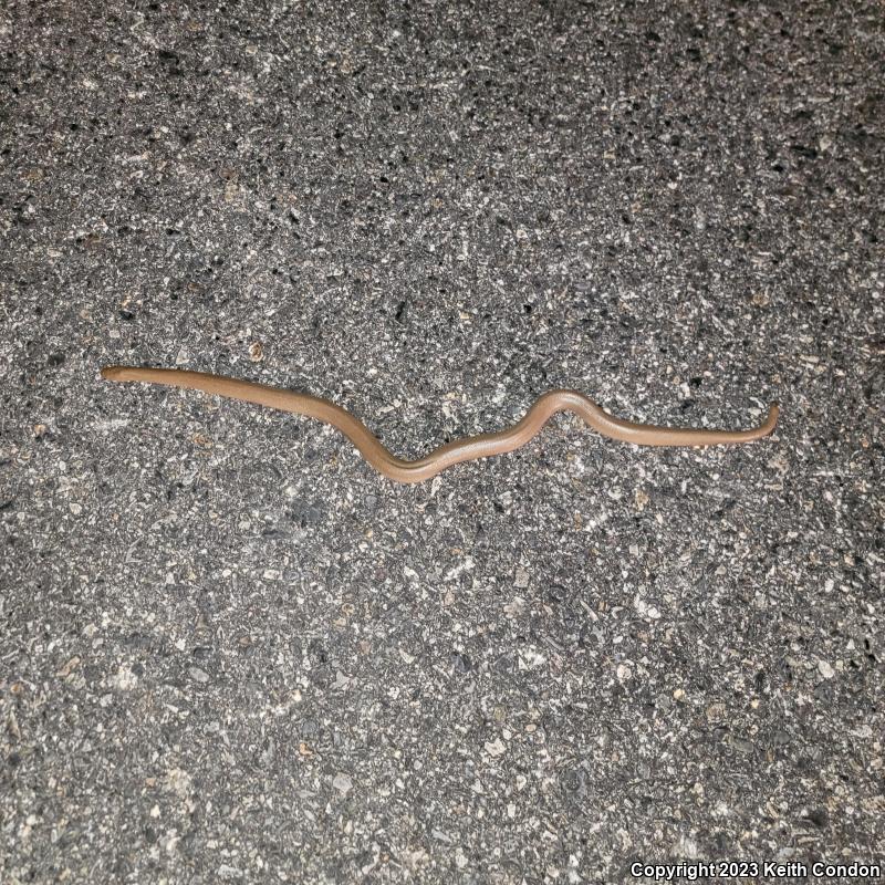 Northern Rubber Boa (Charina bottae)