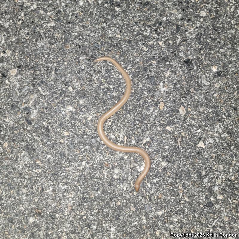 Northern Rubber Boa (Charina bottae)