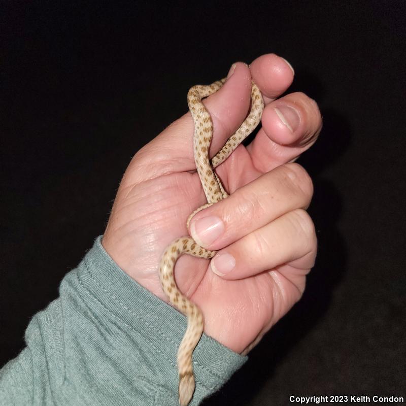 Desert Nightsnake (Hypsiglena chlorophaea deserticola)