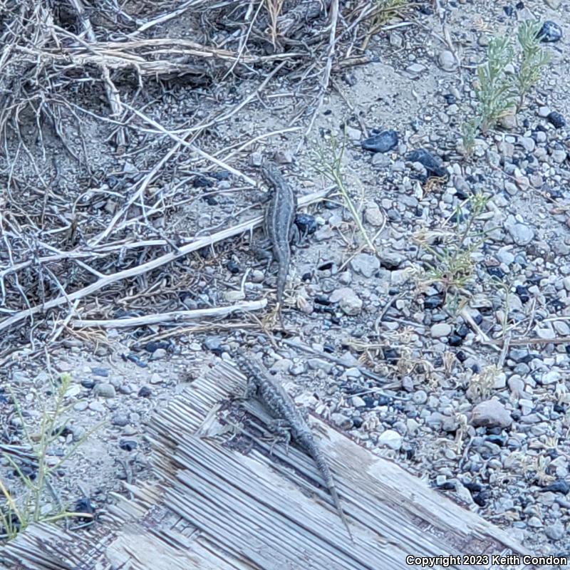 Northern Sagebrush Lizard (Sceloporus graciosus graciosus)