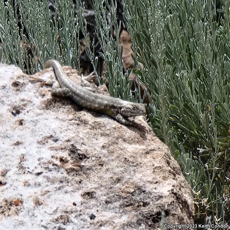 Northern Sagebrush Lizard (Sceloporus graciosus graciosus)