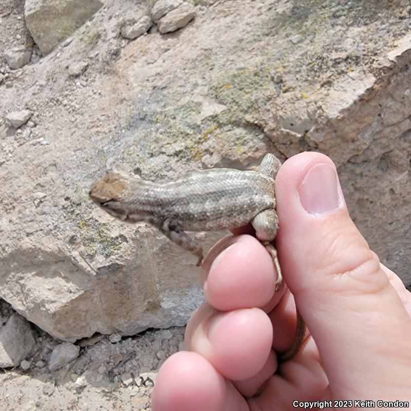 Northern Sagebrush Lizard (Sceloporus graciosus graciosus)