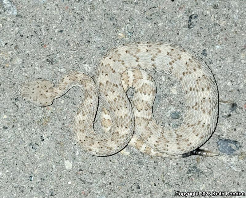 Panamint Rattlesnake (Crotalus stephensi)