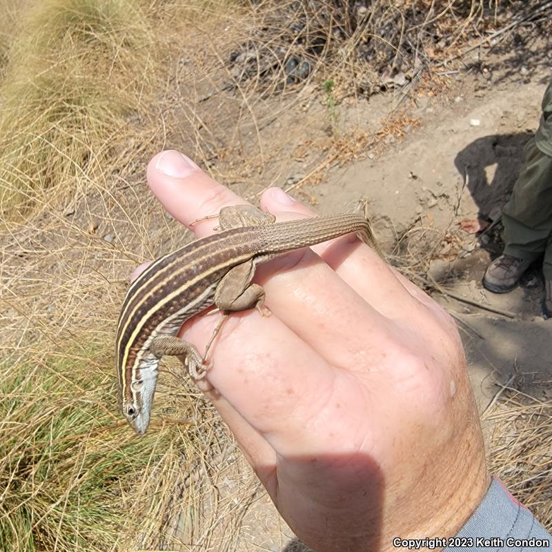 Sonoran Spotted Whiptail (Aspidoscelis sonorae)