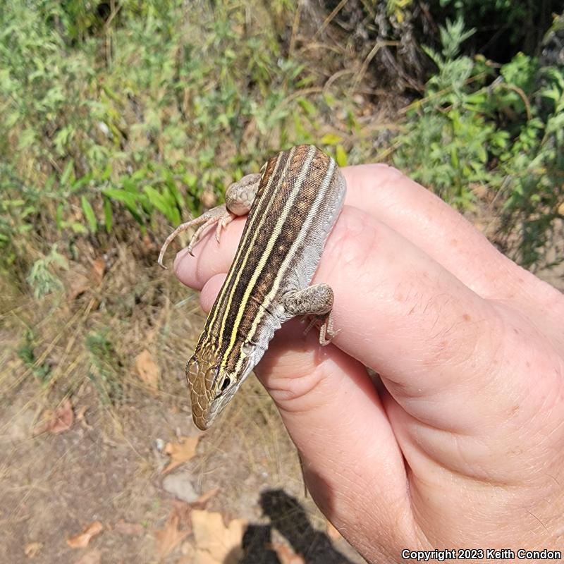 Sonoran Spotted Whiptail (Aspidoscelis sonorae)