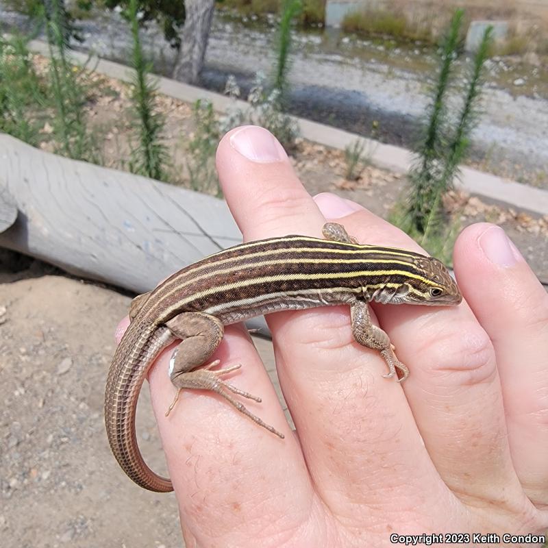 Sonoran Spotted Whiptail (Aspidoscelis sonorae)