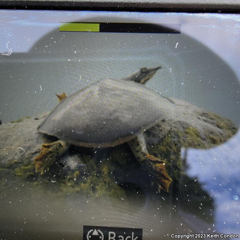 Texas Spiny Softshell (Apalone spinifera emoryi)