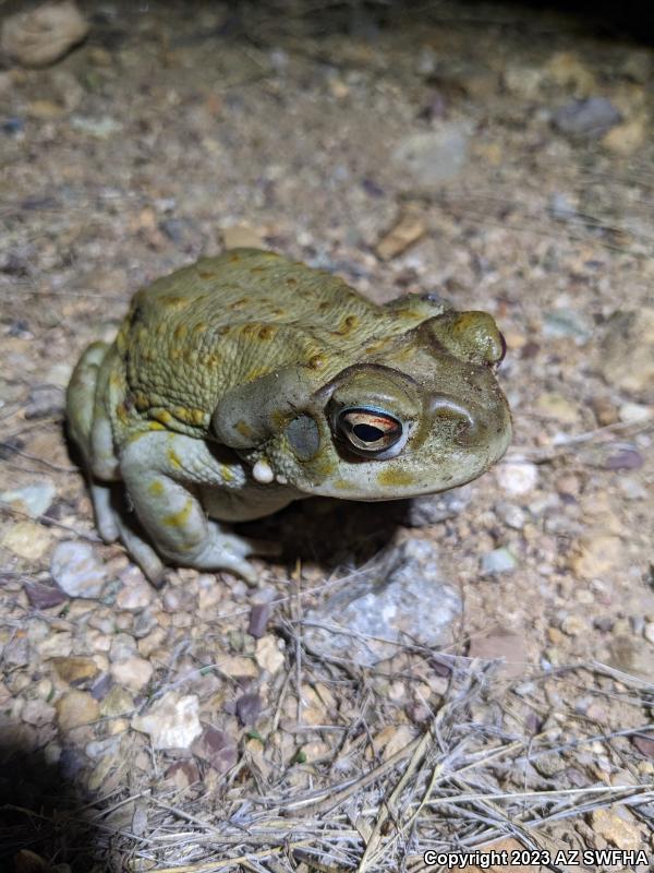 Sonoran Desert Toad (Ollotis alvaria)