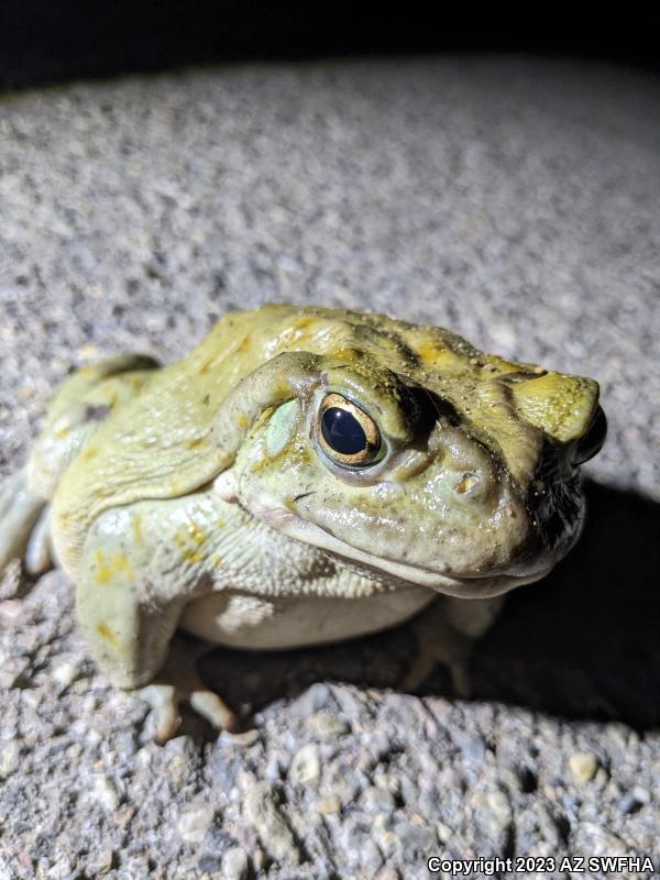 Sonoran Desert Toad (Ollotis alvaria)