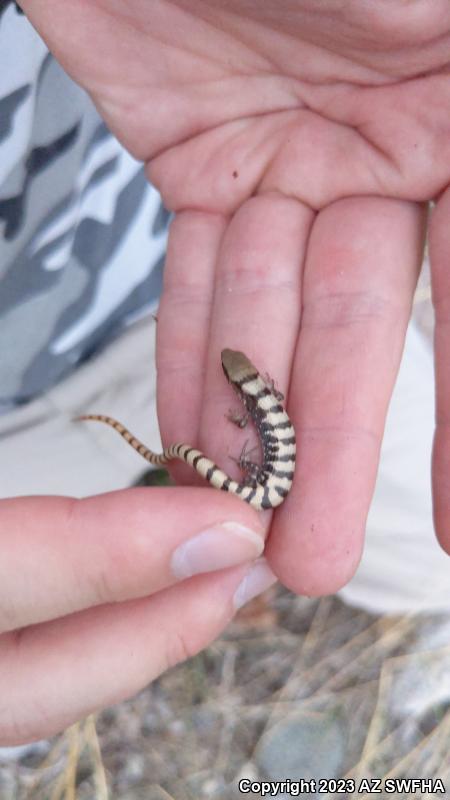 Madrean Alligator Lizard (Elgaria kingii kingii)