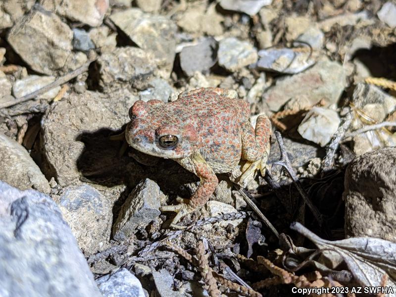 Red-spotted Toad (Anaxyrus punctatus)