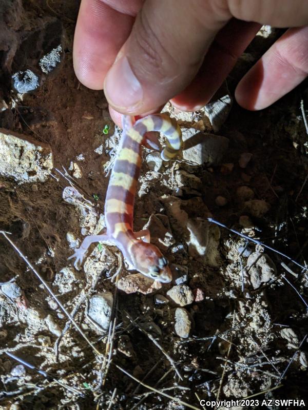 Tucson Banded Gecko (Coleonyx variegatus bogerti)