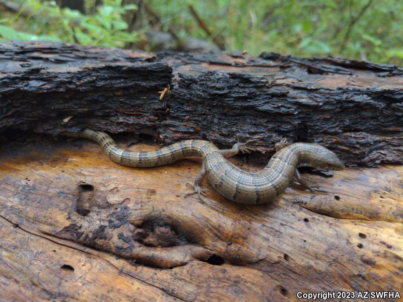 Madrean Alligator Lizard (Elgaria kingii kingii)