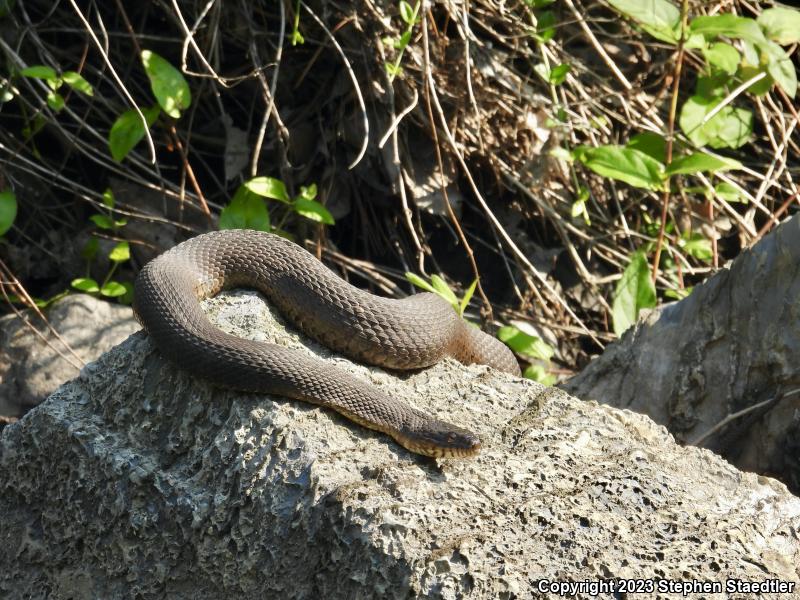 Northern Watersnake (Nerodia sipedon sipedon)