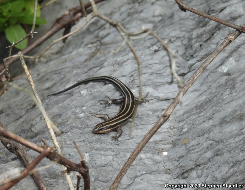 Five-lined Skink (Plestiodon fasciatus)