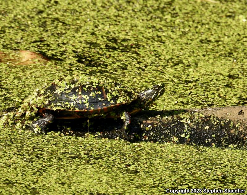 Painted Turtle (Chrysemys picta)