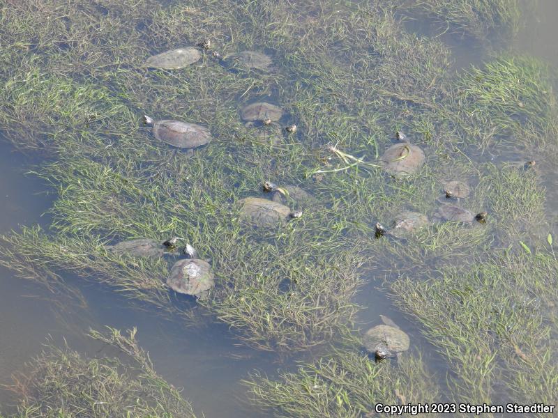 Northern Map Turtle (Graptemys geographica)