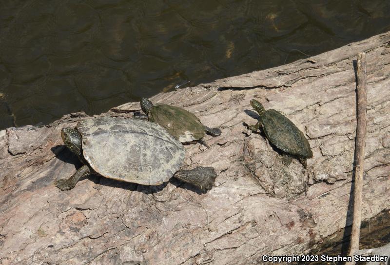 Northern Map Turtle (Graptemys geographica)