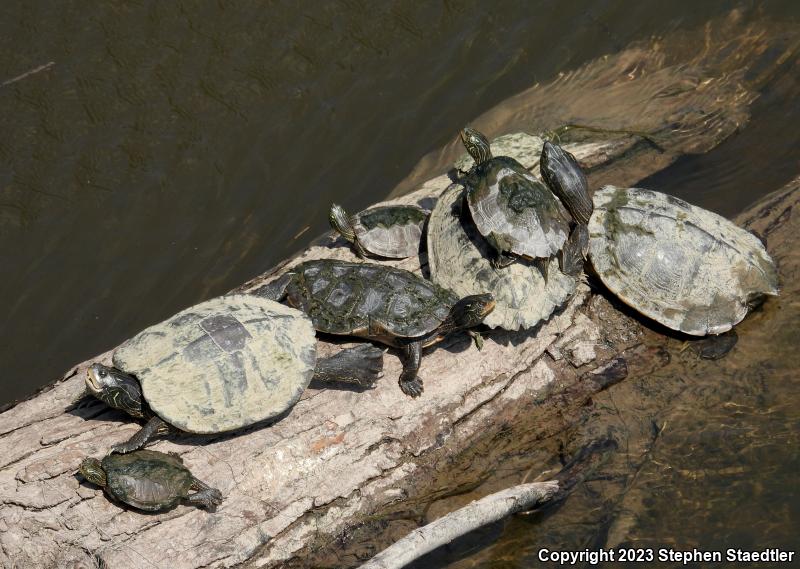 Northern Map Turtle (Graptemys geographica)