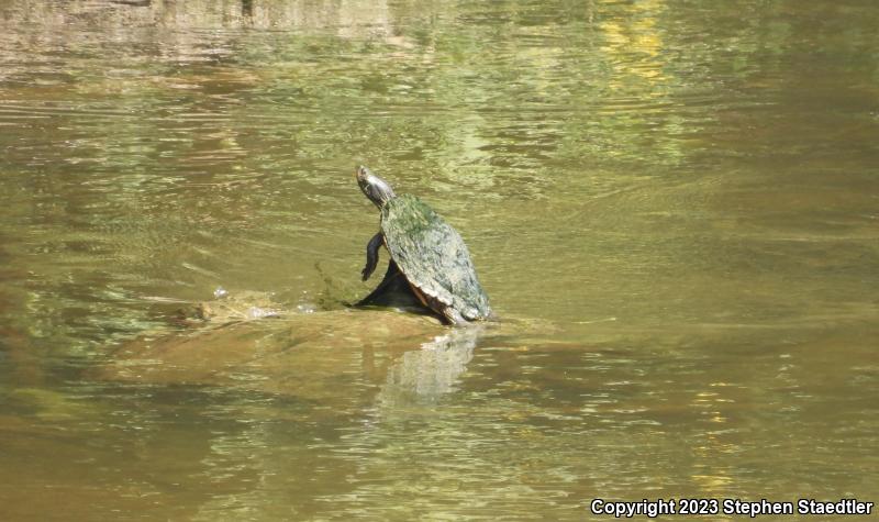 Northern Map Turtle (Graptemys geographica)