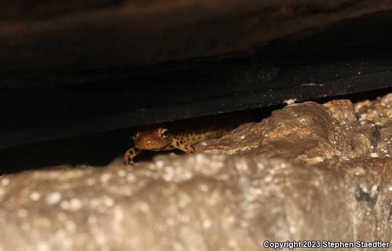 Long-tailed Salamander (Eurycea longicauda longicauda)