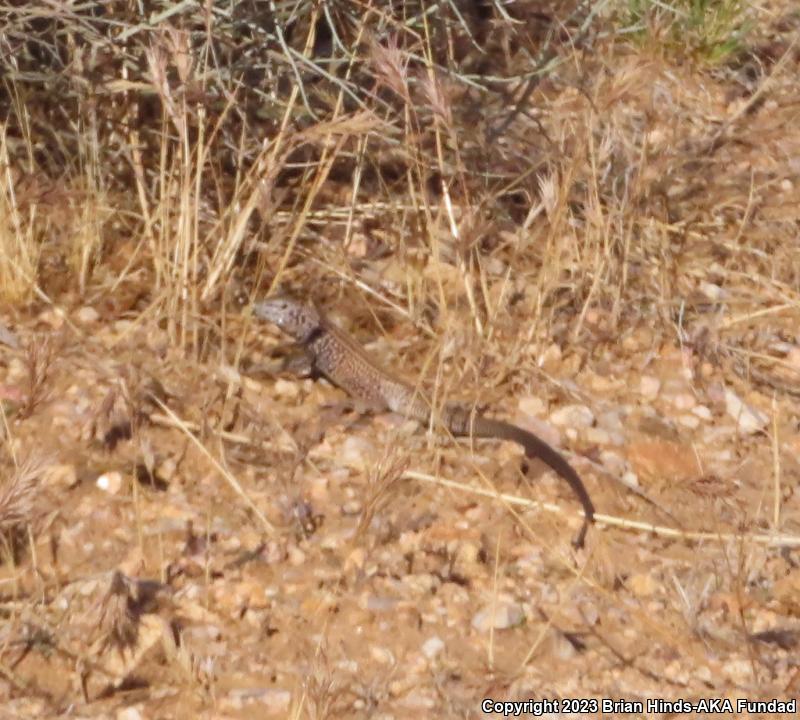 Western Whiptail (Aspidoscelis tigris)